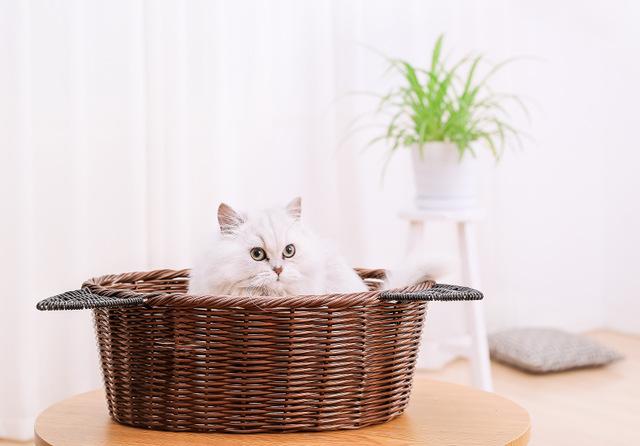 panier osier chat grand format