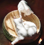 Panier Osier Chat Fait Main