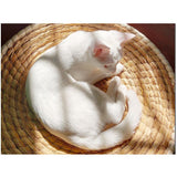 Panier Osier Chat Fait Main
