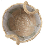 Cache-Pot Osier Cactus