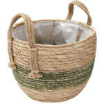 Cache-Pot Osier Cactus