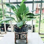 Cache-Pot Plante Intérieur Osier